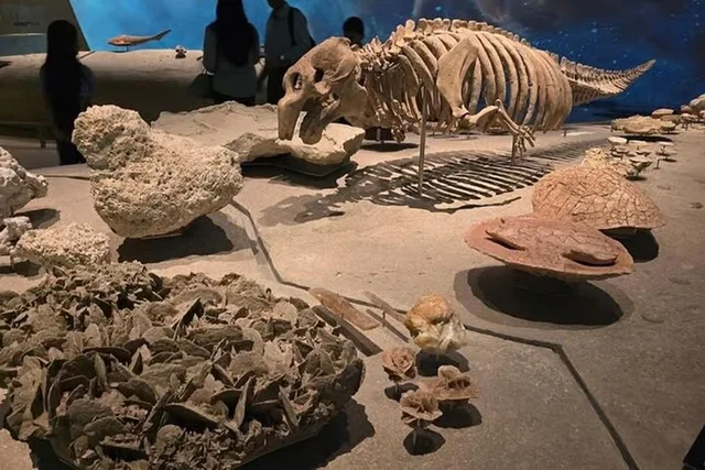 Doha Full-Day Museum Tour: National Museum, MIA & Heritage in Doha — experience image 13 of 13