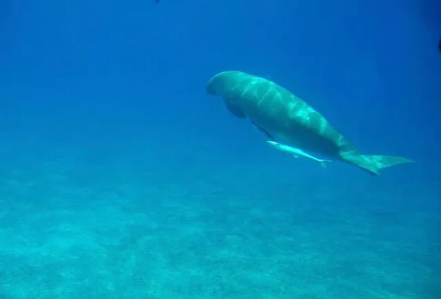 Taba to Sharm Glass-Bottom Boat: Reef Viewing in Taba — experience image 14 of 17