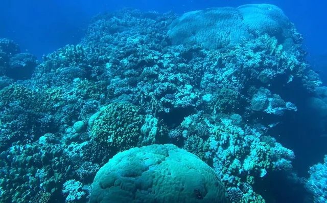 Taba to Sharm Glass-Bottom Boat: Reef Viewing in Taba — experience image 6 of 17