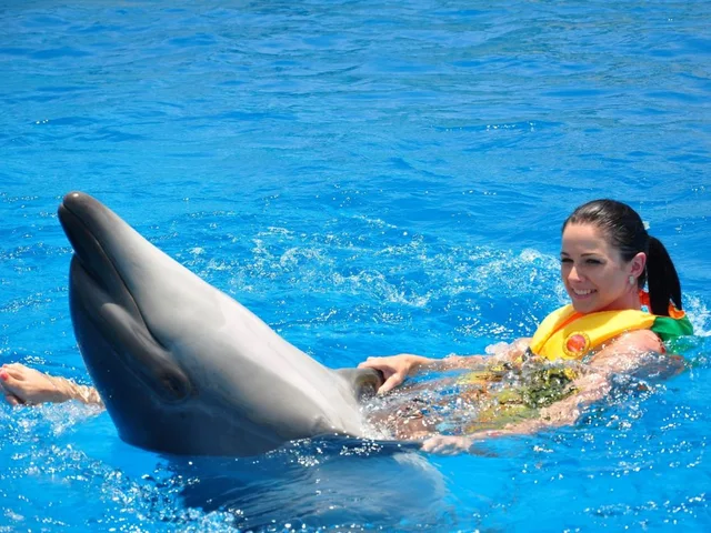 Sharm El Sheikh Dolphin Show Ticket Enquiry in Sharm El Sheikh — experience image 5 of 17