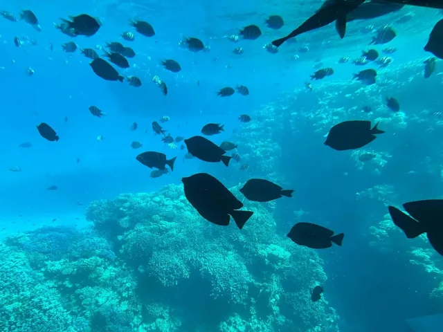 Sharm Sea Scope Semi-Submarine Reef Viewing Tour in Sharm El Sheikh — experience image 9 of 11