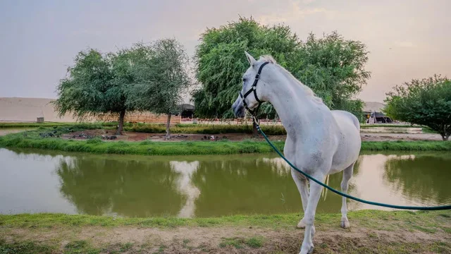 Al Marmoom Horse Riding Dubai with Oasis Visit & Refreshments in Dubai — experience image 6 of 11