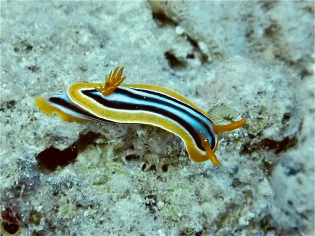 Ras Mohammed & White Island Snorkeling Tour from Sharm in Sharm El Sheikh — experience image 14 of 41