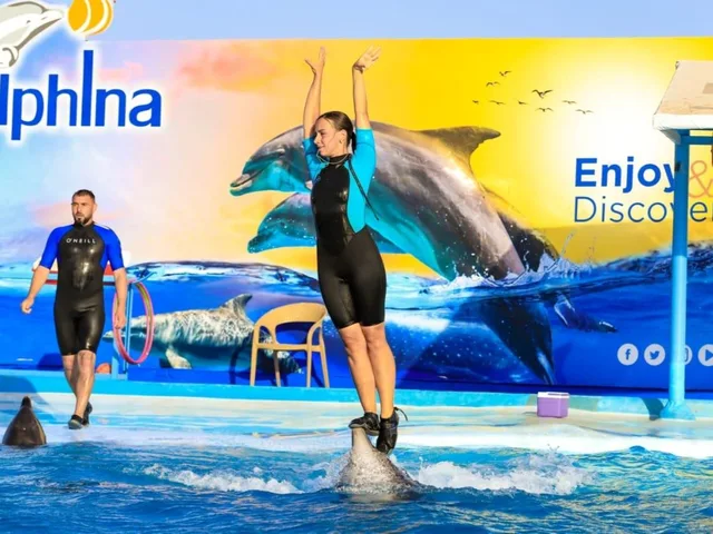 Sharm El Sheikh Dolphin Show Ticket Enquiry in Sharm El Sheikh — experience image 8 of 17