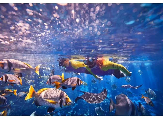Dubai Aquarium & Underwater Zoo Tickets: Silver, Gold & Encounters in Dubai — experience image 12 of 14