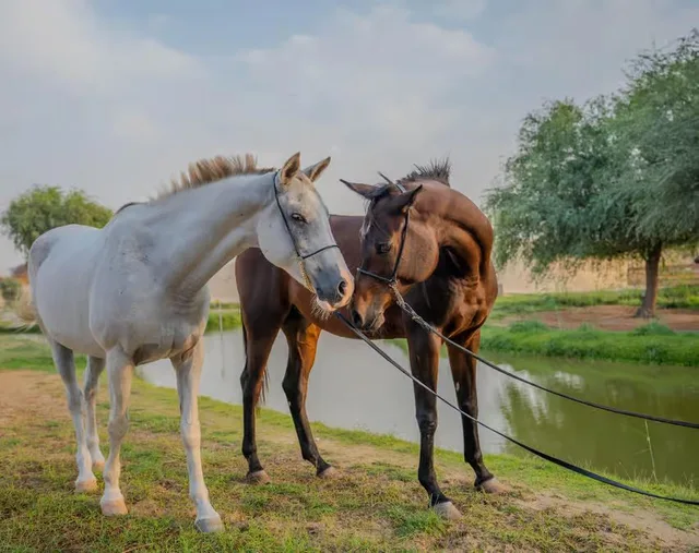 Al Marmoom Horse Riding Dubai with Oasis Visit & Refreshments in Dubai — experience image 9 of 11