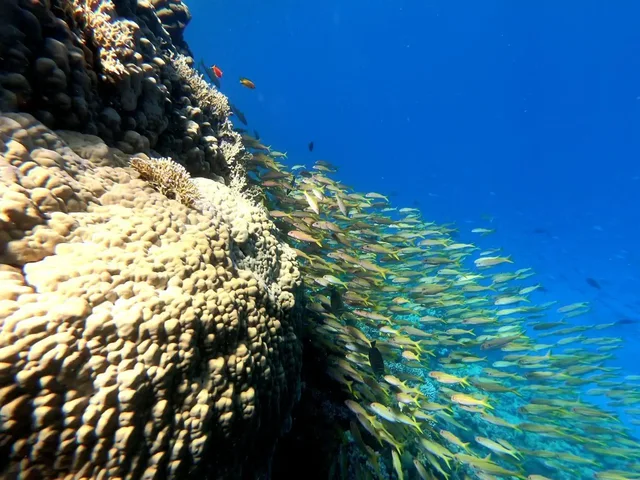 Ras Mohammed Bus Tour: Mangroves, Magic Lake & Reef in Sharm El Sheikh — experience image 17 of 31