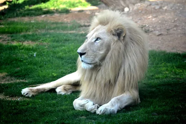 Al Ain Zoo Tickets: General Admission, Safari Truck & Private SUV in Al Ain — experience image 16 of 23