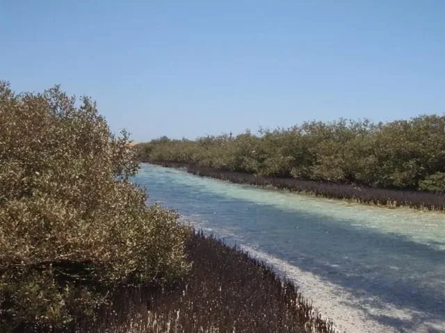 Ras Mohammed Bus Tour: Mangroves, Magic Lake & Reef in Sharm El Sheikh — experience image 20 of 31