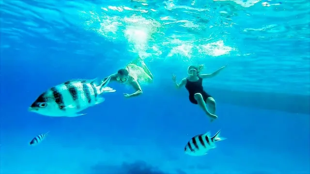 Ras Mohammed Bus Tour: Mangroves, Magic Lake & Reef in Sharm El Sheikh — experience image 14 of 31