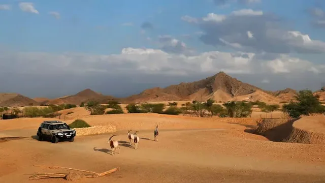 Al Ain Zoo Tickets: General Admission, Safari Truck & Private SUV in Al Ain — experience image 21 of 23