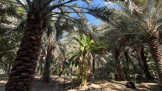 Hatta Day Trip from Dubai: Mountain Sightseeing & Kayaking Options in Dubai — experience image 17 of 20