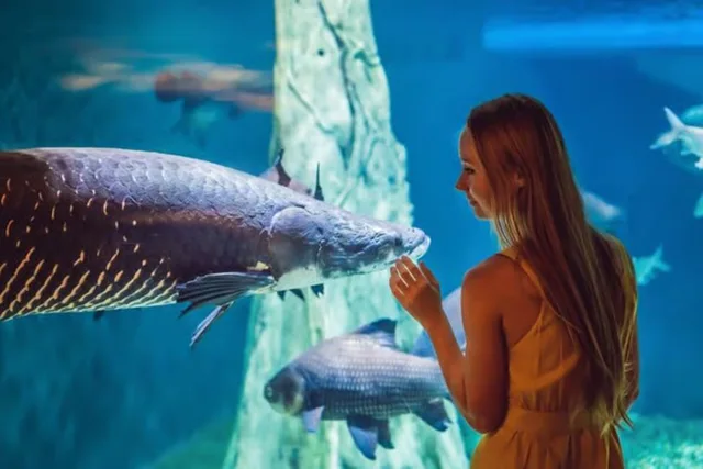 Dubai Aquarium & Underwater Zoo Tickets: Silver, Gold & Encounters in Dubai — experience image 8 of 14
