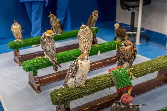Abu Dhabi Falcon Hospital Tour with Hotel Transfers in Abu Dhabi — experience image 5 of 5