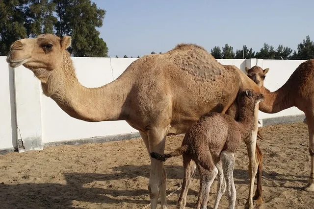 Bahrain Half-Day Desert Tour: Tree of Life & First Oil Well in Manama — experience image 9 of 17