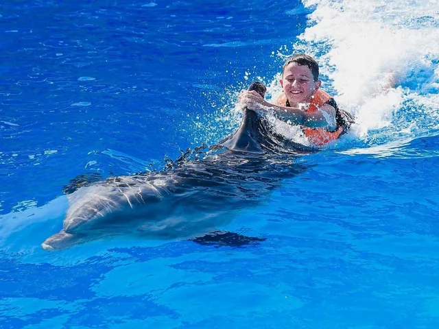 Sharm El Sheikh Dolphin Show Ticket Enquiry in Sharm El Sheikh — experience image 2 of 17