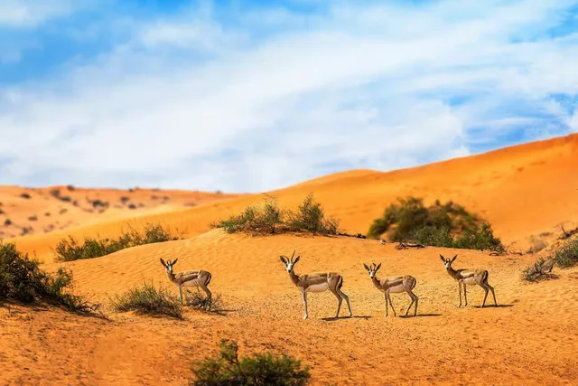 Private Morning Desert Safari Dubai with Wildlife & Al Qudra Lakes in Dubai — experience image 8 of 18