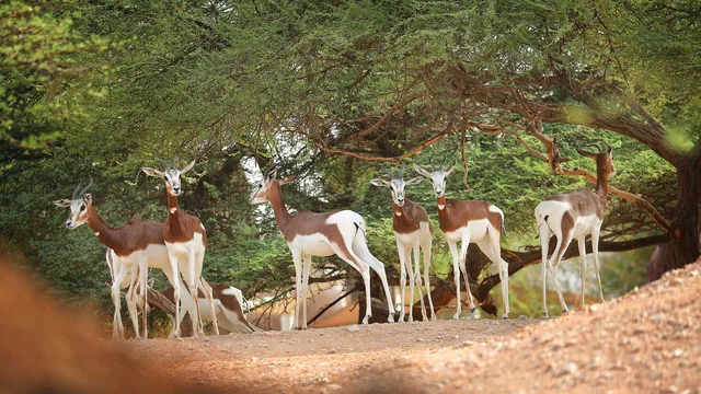 Al Ain Zoo Tickets: General Admission, Safari Truck & Private SUV in Al Ain — experience image 7 of 23