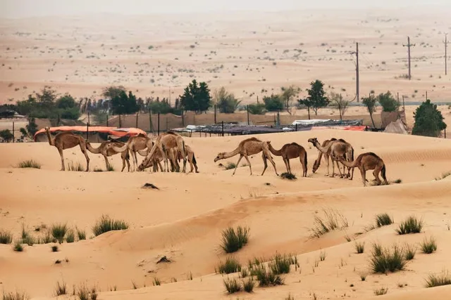 Dubai Sunrise Hot Air Balloon with Breakfast & Camel Ride in Dubai — experience image 13 of 18