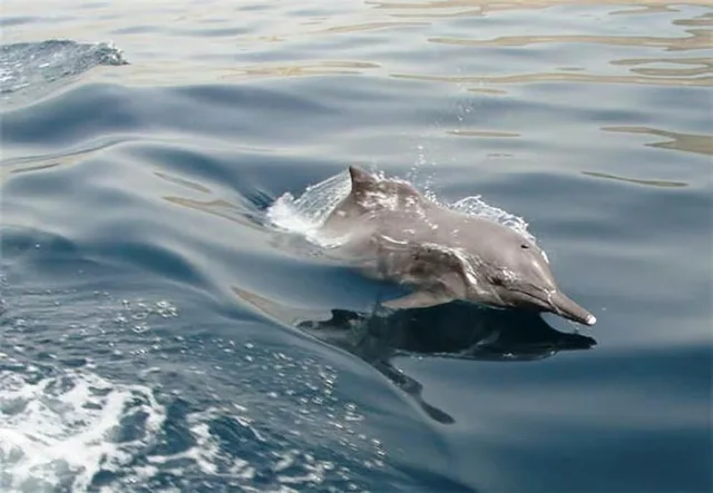 Khasab Musandam Dhow Cruise from Dubai: Khor Sham & Snorkelling in Dubai — experience image 12 of 12