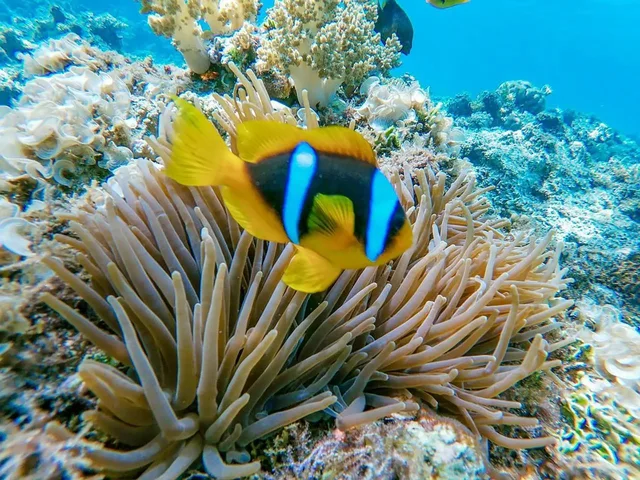 Ras Mohammed & White Island Snorkeling Tour from Sharm in Sharm El Sheikh — experience image 5 of 41