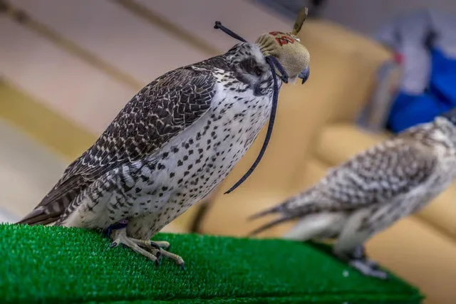 Abu Dhabi Falcon Hospital Tour with Hotel Transfers in Abu Dhabi — experience image 2 of 5