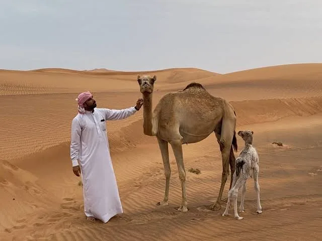 Abu Dhabi Sunrise Desert Safari: Early-Morning Dune Drive in Abu Dhabi — experience image 6 of 9