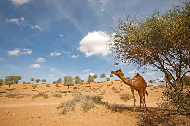 Ras Al Khaimah Evening Desert Safari with BBQ at Bedouin Oasis in Ras Al-Khaimah — experience image 12 of 15
