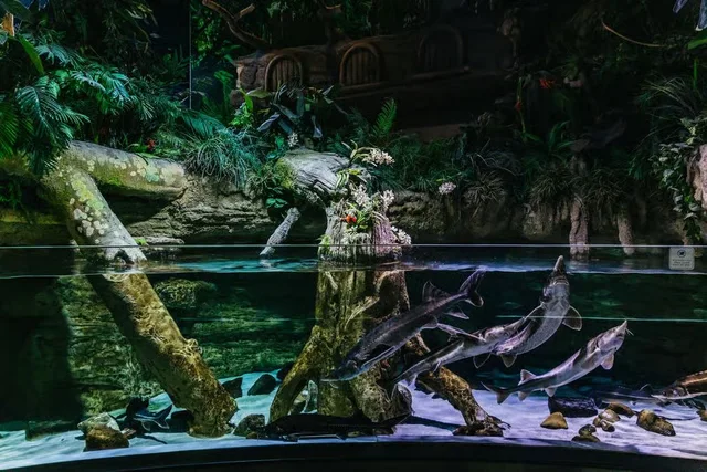 Dubai Aquarium & Underwater Zoo Tickets: Silver, Gold & Encounters in Dubai — experience image 9 of 14
