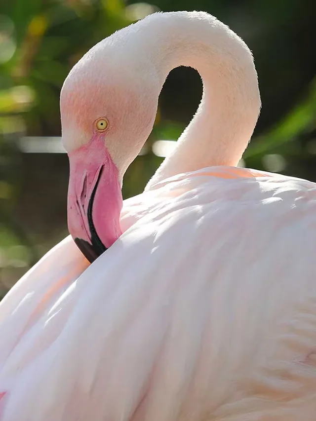 Al Ain Zoo Tickets: General Admission, Safari Truck & Private SUV in Al Ain — experience image 20 of 23