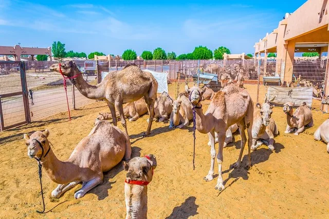 Al Ain City Tour: Oasis, Al Jahili Fort & Jebel Hafeet in Al Ain — experience image 9 of 13