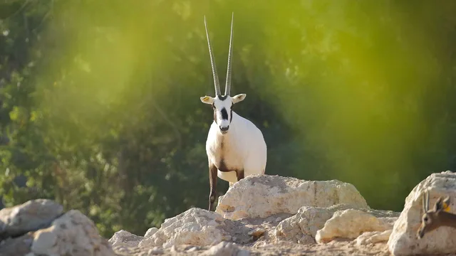 Al Ain Zoo Tickets: General Admission, Safari Truck & Private SUV in Al Ain — experience image 5 of 23