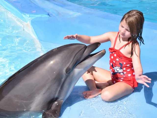 Sharm El Sheikh Dolphin Show Ticket Enquiry in Sharm El Sheikh — experience image 14 of 17