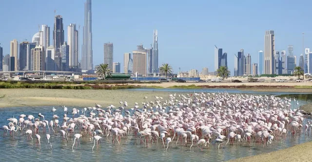 Family Desert Safari Dubai: Gentle Dunes & Optional Flamingo Lake in Dubai — experience image 10 of 12