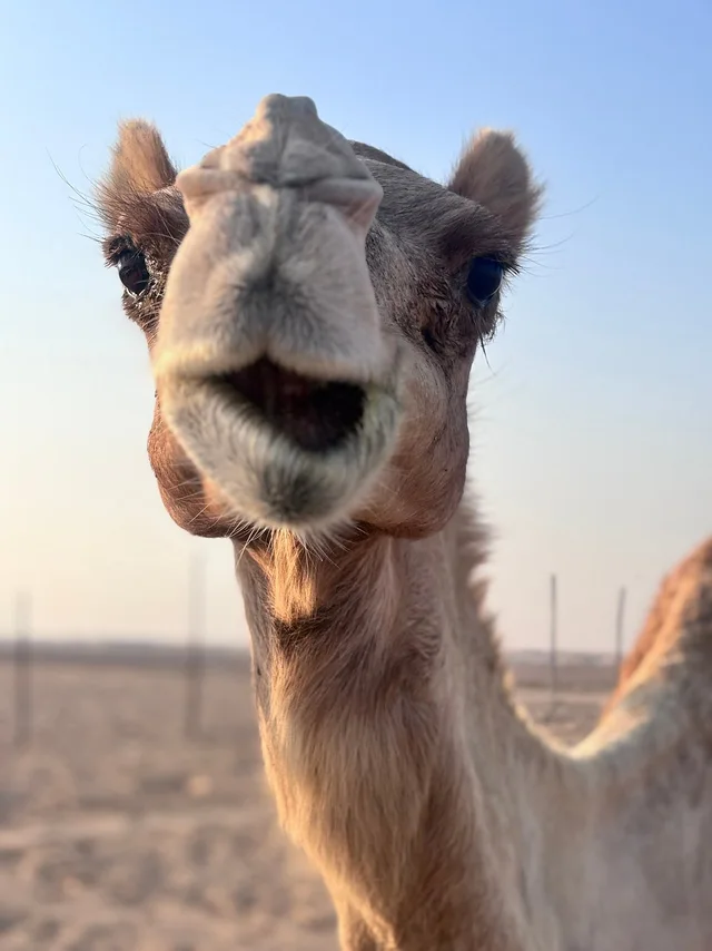 Abu Dhabi Evening Desert Safari with BBQ Dinner & Shows in Abu Dhabi — experience image 14 of 19