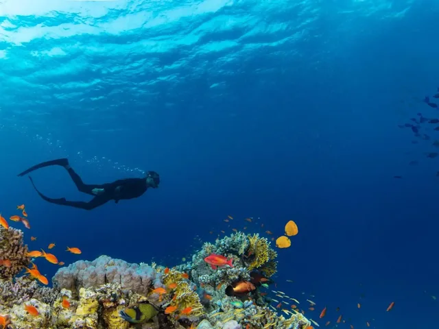 Ras Mohammed & White Island Snorkeling Tour from Sharm in Sharm El Sheikh — experience image 25 of 41