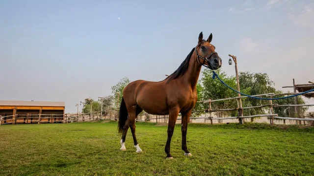 Al Marmoom Horse Riding Dubai with Oasis Visit & Refreshments in Dubai — experience image 2 of 11