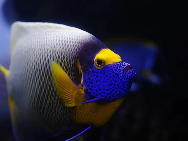 Ras Mohammed & White Island Snorkeling Tour from Sharm in Sharm El Sheikh — experience image 4 of 41