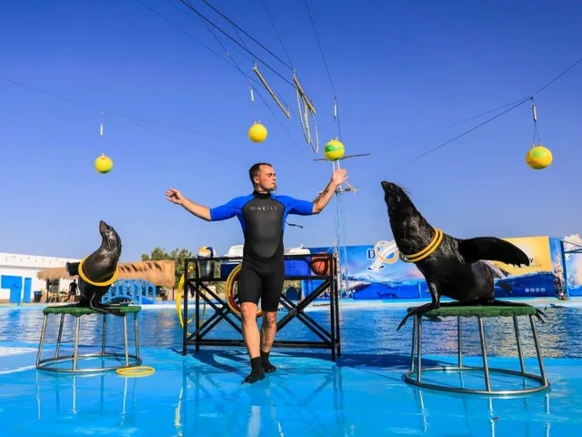 Sharm El Sheikh Dolphin Show Ticket Enquiry in Sharm El Sheikh — experience image 7 of 17