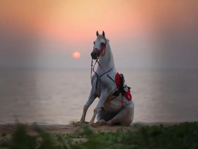 Hudairiyat Island Horse Riding Abu Dhabi: Shoreline Sessions experience in Abu Dhabi