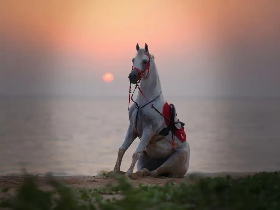 Hudairiyat Island Horse Riding Abu Dhabi: Shoreline Sessions experience in Abu Dhabi