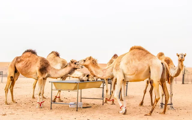 Morning Desert Safari Ras Al Khaimah with Camel & Sandboarding in Ras Al-Khaimah — experience image 3 of 8