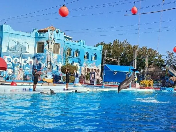 Sharm El Sheikh Dolphin Show Ticket Enquiry in Sharm El Sheikh — experience image 17 of 17