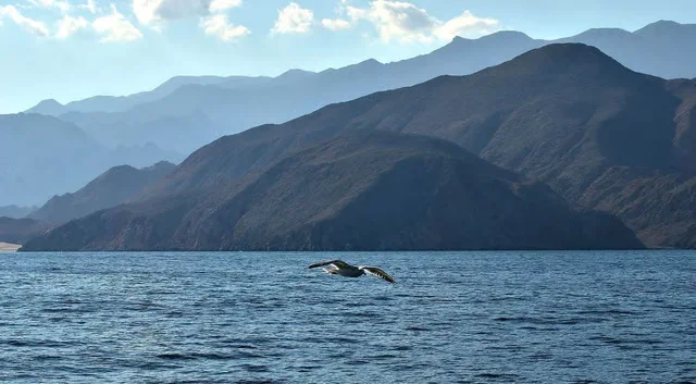 Khasab Musandam Dhow Cruise from Dubai: Khor Sham & Snorkelling in Dubai — experience image 6 of 12