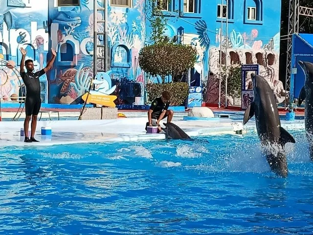 Sharm El Sheikh Dolphin Show Ticket Enquiry in Sharm El Sheikh — experience image 3 of 17