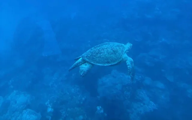 Taba to Sharm Glass-Bottom Boat: Reef Viewing in Taba — experience image 13 of 17