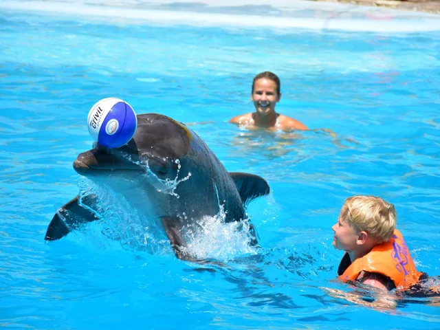 Sharm El Sheikh Dolphin Show Ticket Enquiry in Sharm El Sheikh — experience image 11 of 17