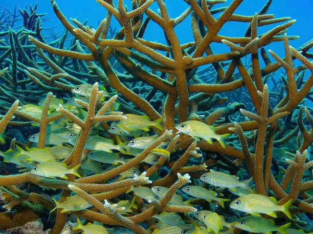 Ras Mohammed & White Island Snorkeling Tour from Sharm in Sharm El Sheikh — experience image 7 of 41