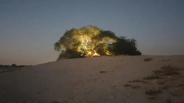 Bahrain Half-Day Desert Tour: Tree of Life & First Oil Well in Manama — experience image 12 of 17