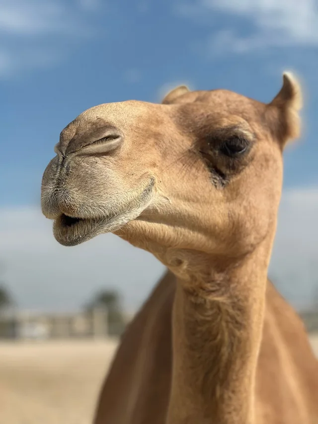 Bahrain City & Desert Highlights Tour from Manama: 4 Hours in Manama — experience image 7 of 22